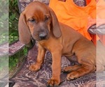 Small #1 Redbone Coonhound