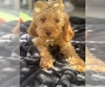 Puppy Puppy 2 Goldendoodle mix (+ Poodle Miniature)