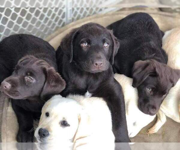 Medium Photo #5 Labrador Retriever Puppy For Sale in ANZA, CA, USA