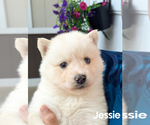 Small #6 Pomsky