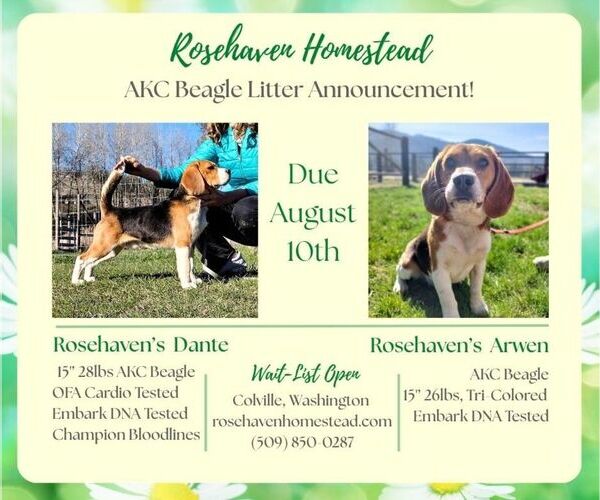 Medium Photo #1 Beagle Puppy For Sale in COLVILLE, WA, USA