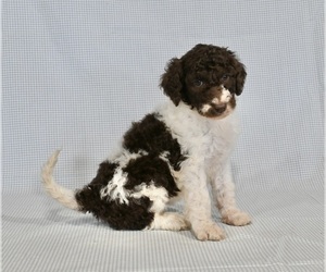 Medium Poodle (Standard)