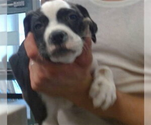 Mutt Dogs for adoption in Oklahoma City, OK, USA