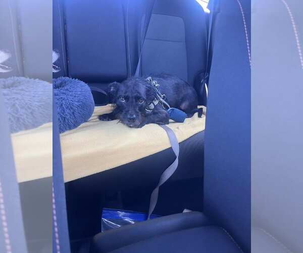 Medium Photo #8 Mutt Puppy For Sale in Escondido, CA, USA