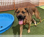 Small #1 Mastiff Mix
