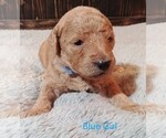 Small Photo #3 Goldendoodle Puppy For Sale in GEORGETOWN, IN, USA