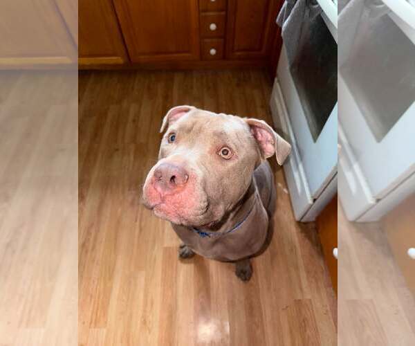 Medium Photo #2 American Pit Bull Terrier-Unknown Mix Puppy For Sale in Waterloo, IA, USA