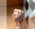 Small #1 American Pit Bull Terrier Mix