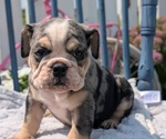 Small Photo #15 English Bulldog Puppy For Sale in GOSHEN, IN, USA