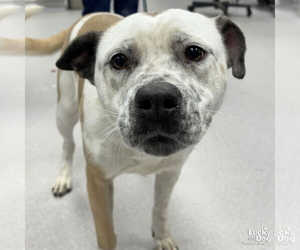 Medium Photo #3 Mutt Puppy For Sale in Washington, DC, USA