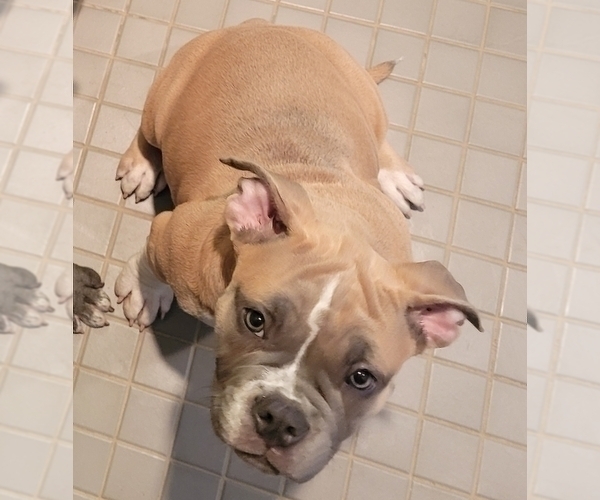 Medium Photo #3 American Bully Puppy For Sale in MARTELL, NE, USA