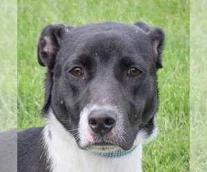 Border Collie-Unknown Mix Dogs for adoption in Huntley, IL, USA