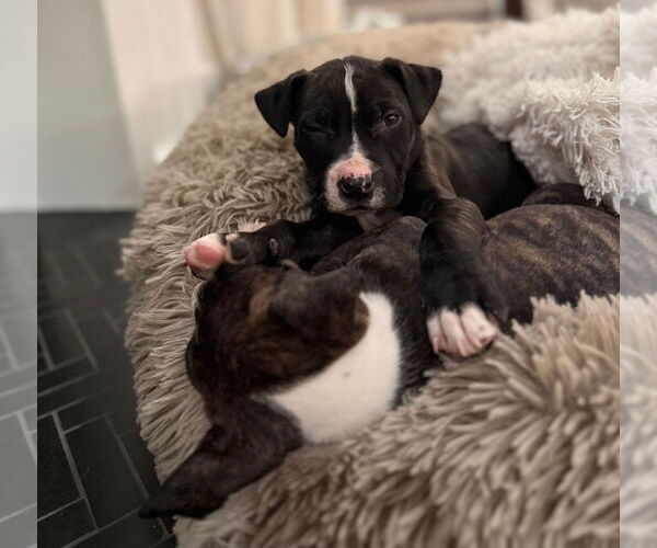 Medium Photo #4 American Pit Bull Terrier-American Staffordshire Terrier Mix Puppy For Sale in Chester, VA, USA