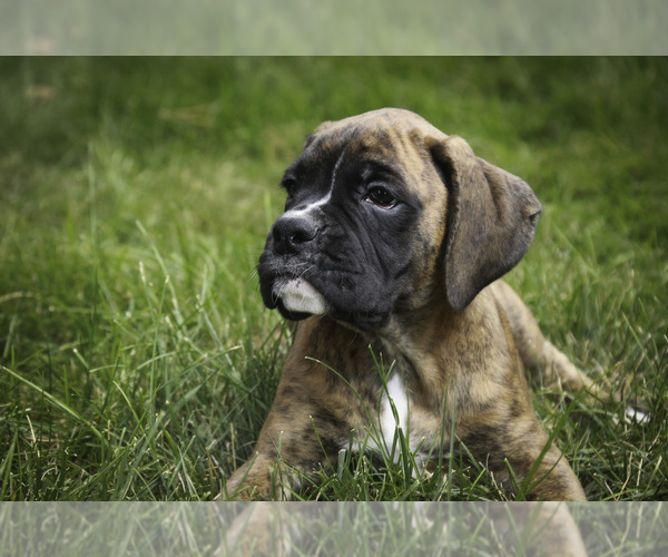 Medium Photo #1 Boxer Puppy For Sale in SHIPSHEWANA, IN, USA