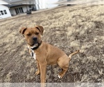 Small Photo #4 Bullypit Puppy For Sale in PRESCOTT VALLEY, AZ, USA