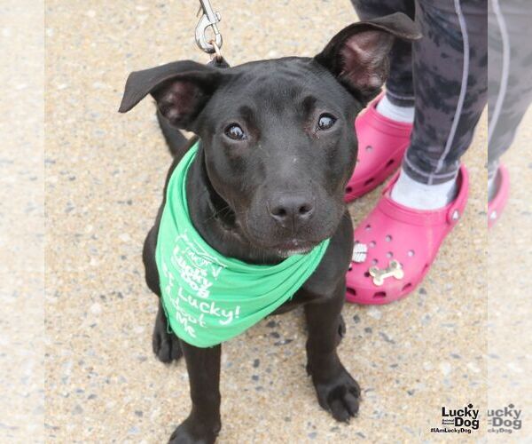 Medium Photo #5 Labrador Retriever-Unknown Mix Puppy For Sale in Washington, DC, USA