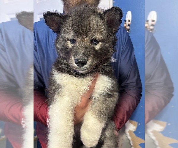 Medium Photo #6 Siberian Husky Puppy For Sale in LINCOLN, IL, USA