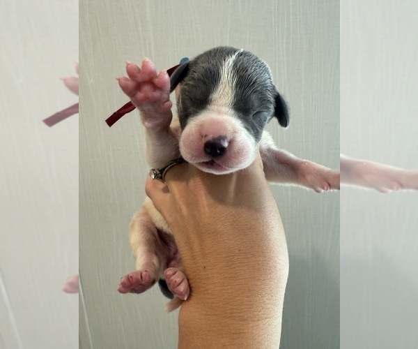 Medium Photo #25 Great Dane Puppy For Sale in HALLETTSVILLE, TX, USA