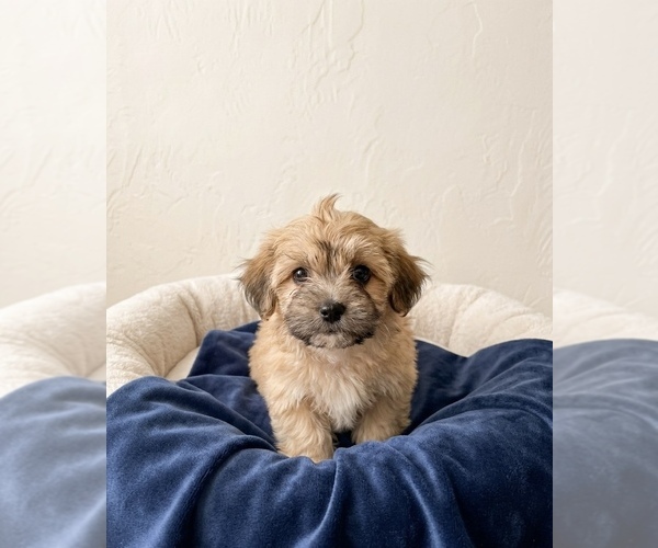Medium Photo #1 YorkiePoo Puppy For Sale in DAWSONVILLE, GA, USA