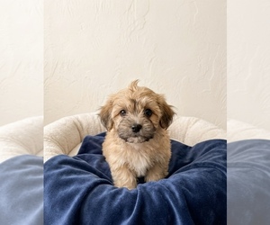 YorkiePoo Puppy for sale in DAWSONVILLE, GA, USA