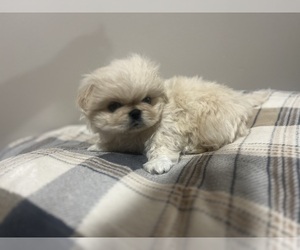 Pekingese Puppy for sale in KANSAS CITY, MO, USA
