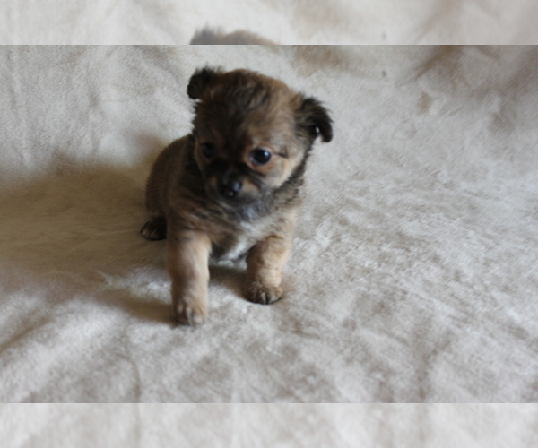 Medium Photo #17 Chihuahua Puppy For Sale in HUDSONVILLE, MI, USA