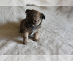 Small Photo #17 Chihuahua Puppy For Sale in HUDSONVILLE, MI, USA
