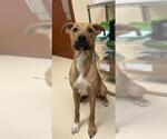 Small Labrador Retriever Mix