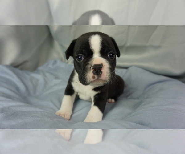 Medium Photo #1 Faux Frenchbo Bulldog Puppy For Sale in KIMBERLIN HEIGHTS, TN, USA