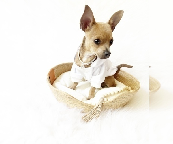 Medium Photo #4 Chihuahua Puppy For Sale in SACRAMENTO, CA, USA