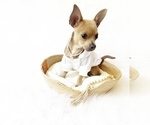 Small #3 Chihuahua