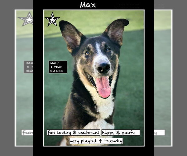 Medium Photo #1 Shollie Puppy For Sale in San Diego , CA, USA