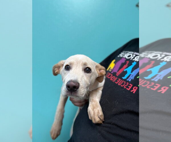 Medium Photo #2 Labrador Retriever-Unknown Mix Puppy For Sale in Sterling, MA, USA