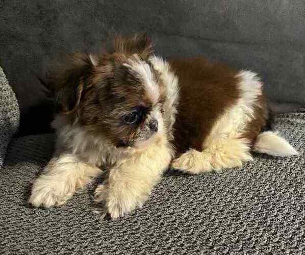 Medium Photo #1 Shih Tzu Puppy For Sale in SUNBRIGHT, TN, USA
