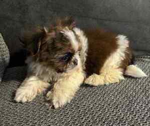 Shih Tzu Litter for sale in SUNBRIGHT, TN, USA