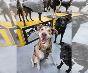 Siberian Husky-Unknown Mix Dogs for adoption in Calgary, Alberta, Canada