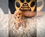 Small #1 Poodle (Standard)