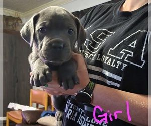 Cane Corso Puppy for sale in CHAPPELLS, SC, USA