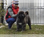 Small Photo #1 Caucasian Shepherd Dog Puppy For Sale in Zarnesti, Brasov, Romainia