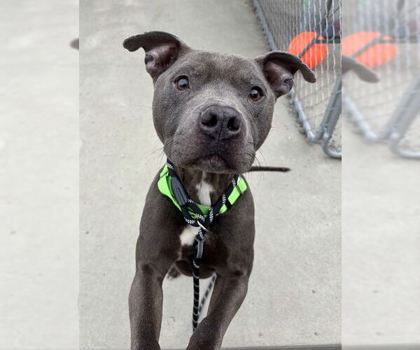 Medium Photo #1 American Pit Bull Terrier-Unknown Mix Puppy For Sale in Palmetto, FL, USA
