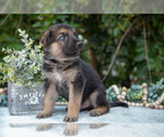 Small Photo #7 German Shepherd Dog Puppy For Sale in GRABILL, IN, USA