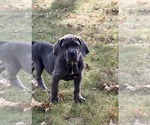 Small Photo #3 Cane Corso Puppy For Sale in NEWTON, NJ, USA