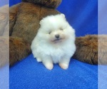 Small Photo #4 Pomeranian Puppy For Sale in MARIONVILLE, MO, USA