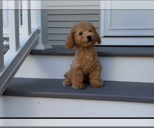 Poodle (Miniature) Puppy for sale in MANCHESTER, NH, USA