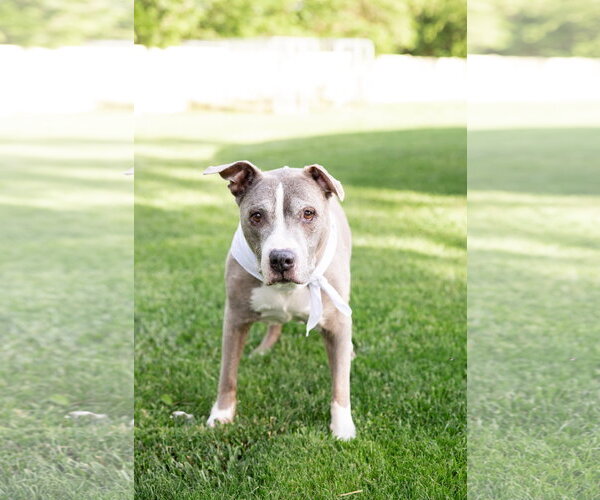 Medium Photo #3 Mutt Puppy For Sale in Crete, IL, USA