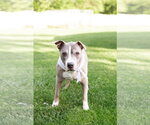 Small #2 Mutt