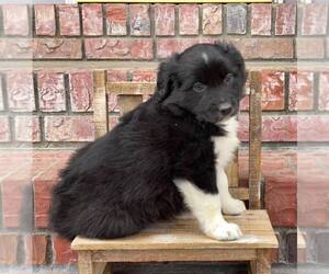 Australian Shepherd Puppy for sale in LEXINGTON, NE, USA
