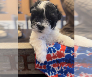 Havanese Puppy for Sale in BUFORD, Georgia USA