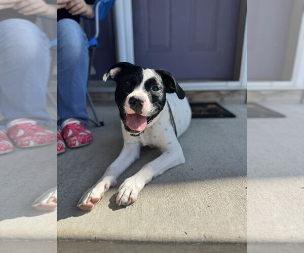 Medium Photo #13 Lab-Pointer Puppy For Sale in Princeton, MN, USA