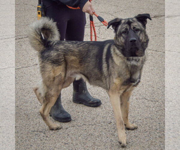Medium Photo #2 Anatolian Shepherd-Norwegian Elkhound Mix Puppy For Sale in Huntley, IL, USA